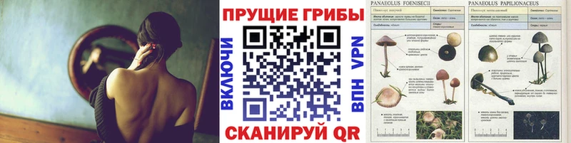 Галлюциногенные грибы мицелий  Оса 